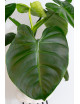 Philodendron atratum