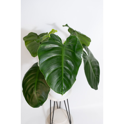 Philodendron atratum