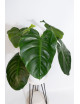Philodendron atratum