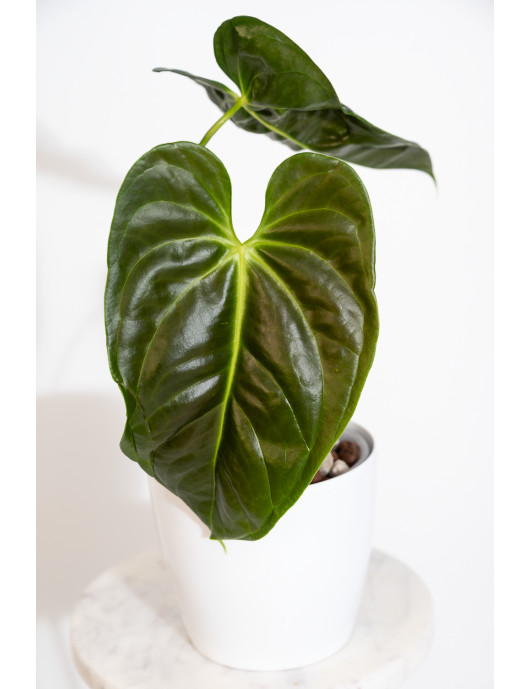 Anthurium esmeraldense