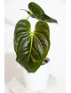 Anthurium esmeraldense