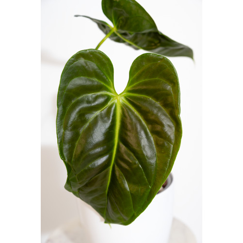 Anthurium esmeraldense