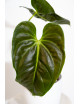 Anthurium esmeraldense