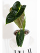 Anthurium esmeraldense