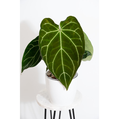 Anthurium crystallinum
