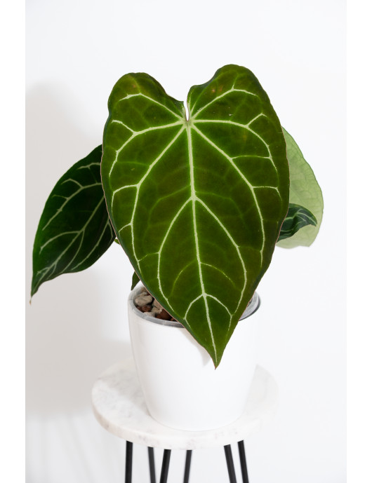 Anthurium crystallinum