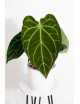Anthurium crystallinum