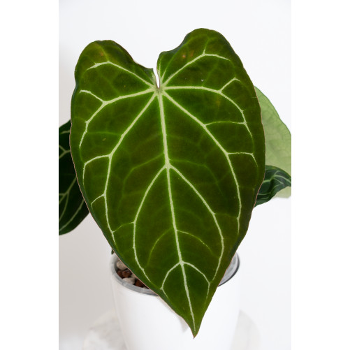 Anthurium crystallinum