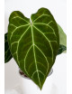 Anthurium crystallinum