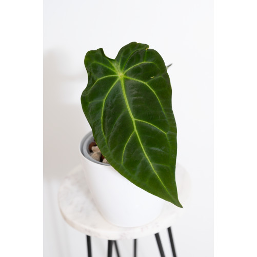 Anthurium forgetii WS x...