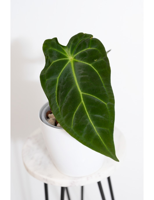 Anthurium forgetii WS x besseae aff NR