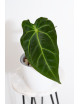 Anthurium forgetii WS x besseae aff NR