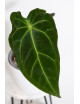 Anthurium forgetii WS x besseae aff NR