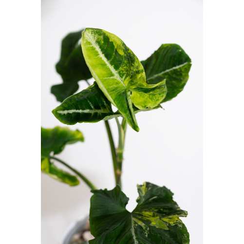 Syngonium scrambled eggs