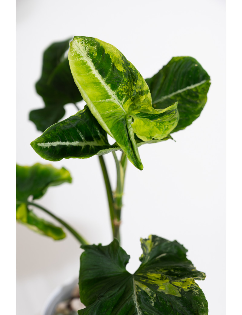 Syngonium scrambled eggs