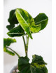 Syngonium scrambled eggs
