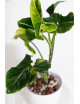 Syngonium scrambled eggs
