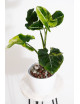 Syngonium scrambled eggs