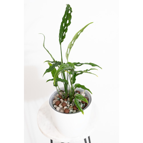 Monstera obliqua Peru
