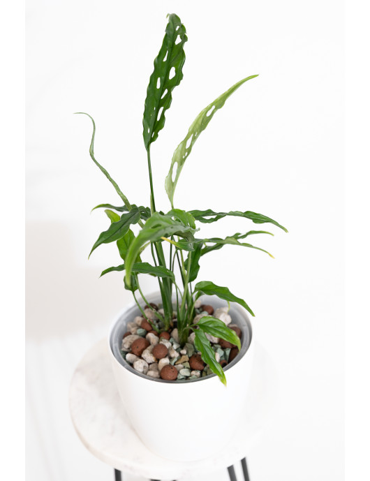 Monstera obliqua Peru