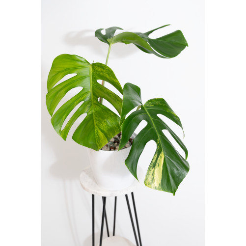 Monstera marmorata aurea