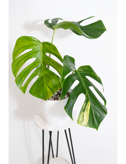 Monstera marmorata aurea