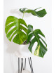 Monstera marmorata aurea