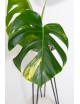 Monstera marmorata aurea