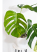 Monstera marmorata aurea