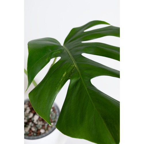 Monstera marmorata aurea