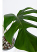 Monstera marmorata aurea