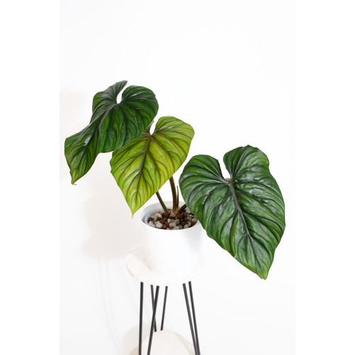 Philodendron plowmanii