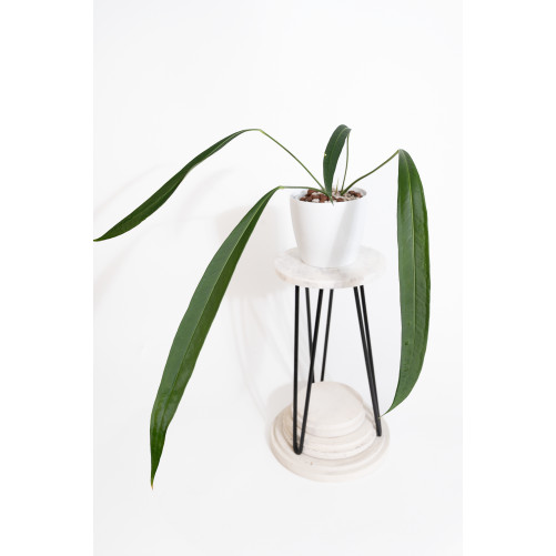 Anthurium pallidiflorum...