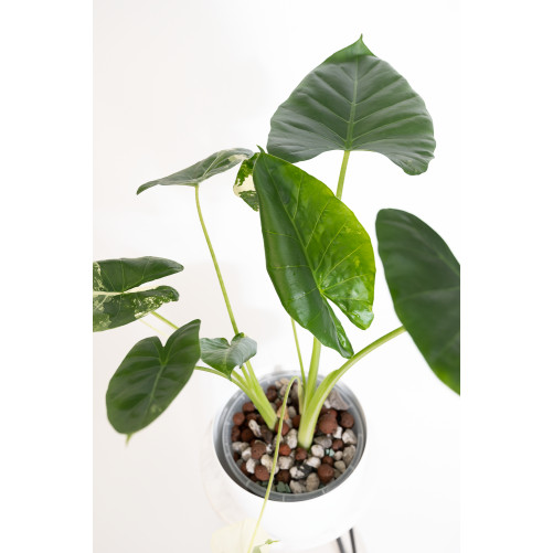 Alokazja macrorrhiza variegata