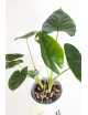Alokazja macrorrhiza variegata