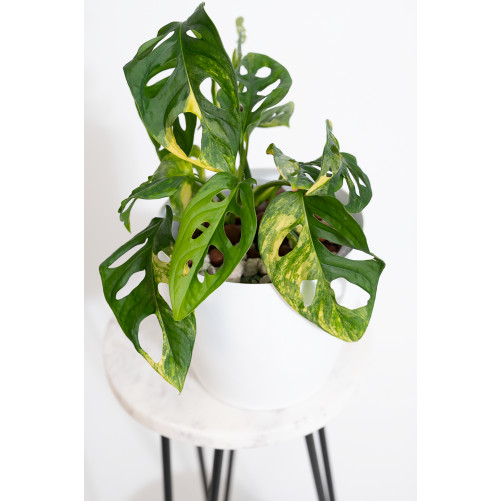 Monstera adansonii aurea