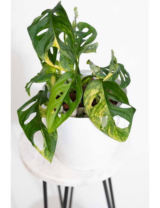 Monstera adansonii aurea