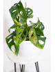 Monstera adansonii aurea
