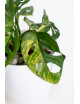 Monstera adansonii aurea