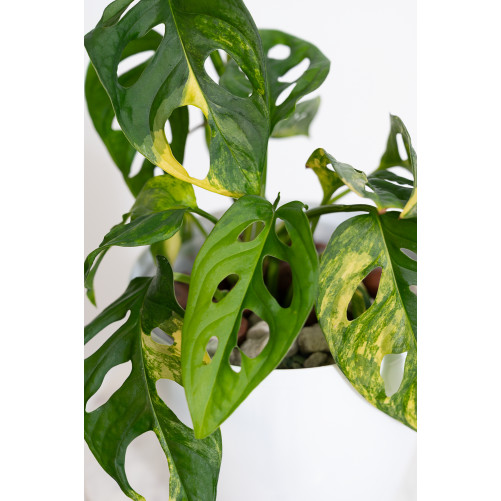 Monstera adansonii aurea