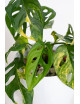 Monstera adansonii aurea
