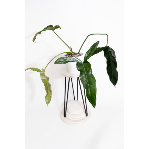Philodendron Dayaneth...