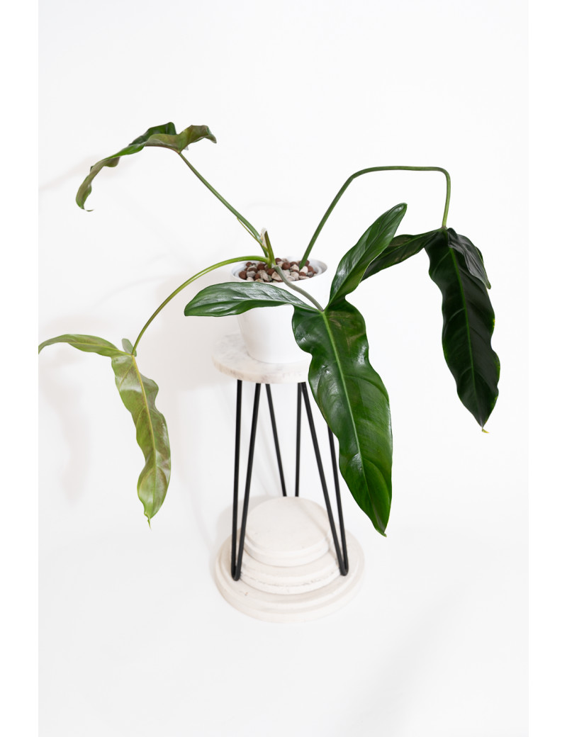 Philodendron Dayaneth dreams (Philodendron paloraense cf x spiritus-sancti)
