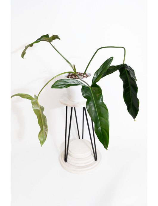 Philodendron Dayaneth...