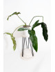 Philodendron Dayaneth dreams (Philodendron paloraense cf x spiritus-sancti)