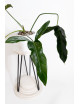 Philodendron Dayaneth dreams (Philodendron paloraense cf x spiritus-sancti)