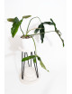 Philodendron Dayaneth dreams (Philodendron paloraense cf x spiritus-sancti)