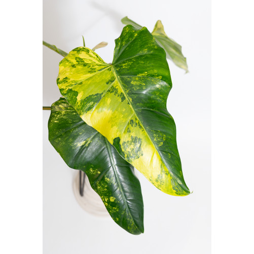 Philodendron domesticum...