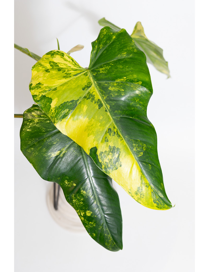 Philodendron domesticum variegata