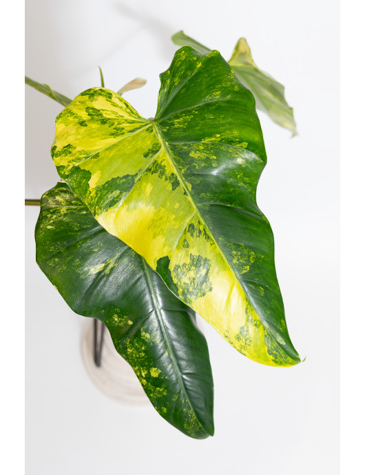 Philodendron domesticum variegata